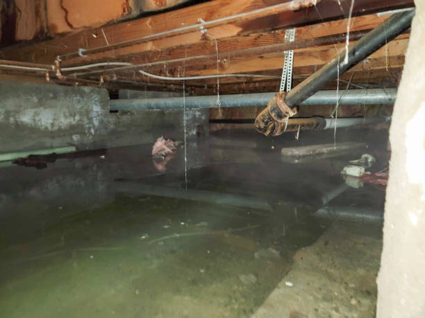 Best Flood damage cleanup  in , RI